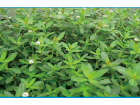 健康肥水、水草合理種植和養(yǎng)護(hù)